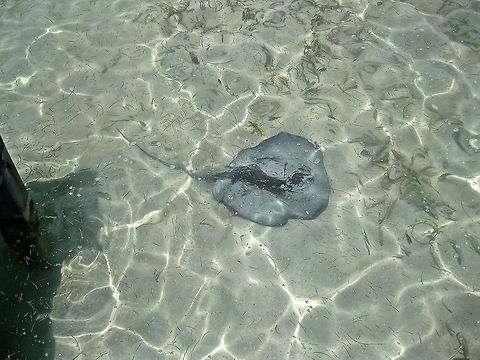 Stingray                                 Belize,Dasyatis americana,Eric's Pictures 4,Geotagged,Southern stingray