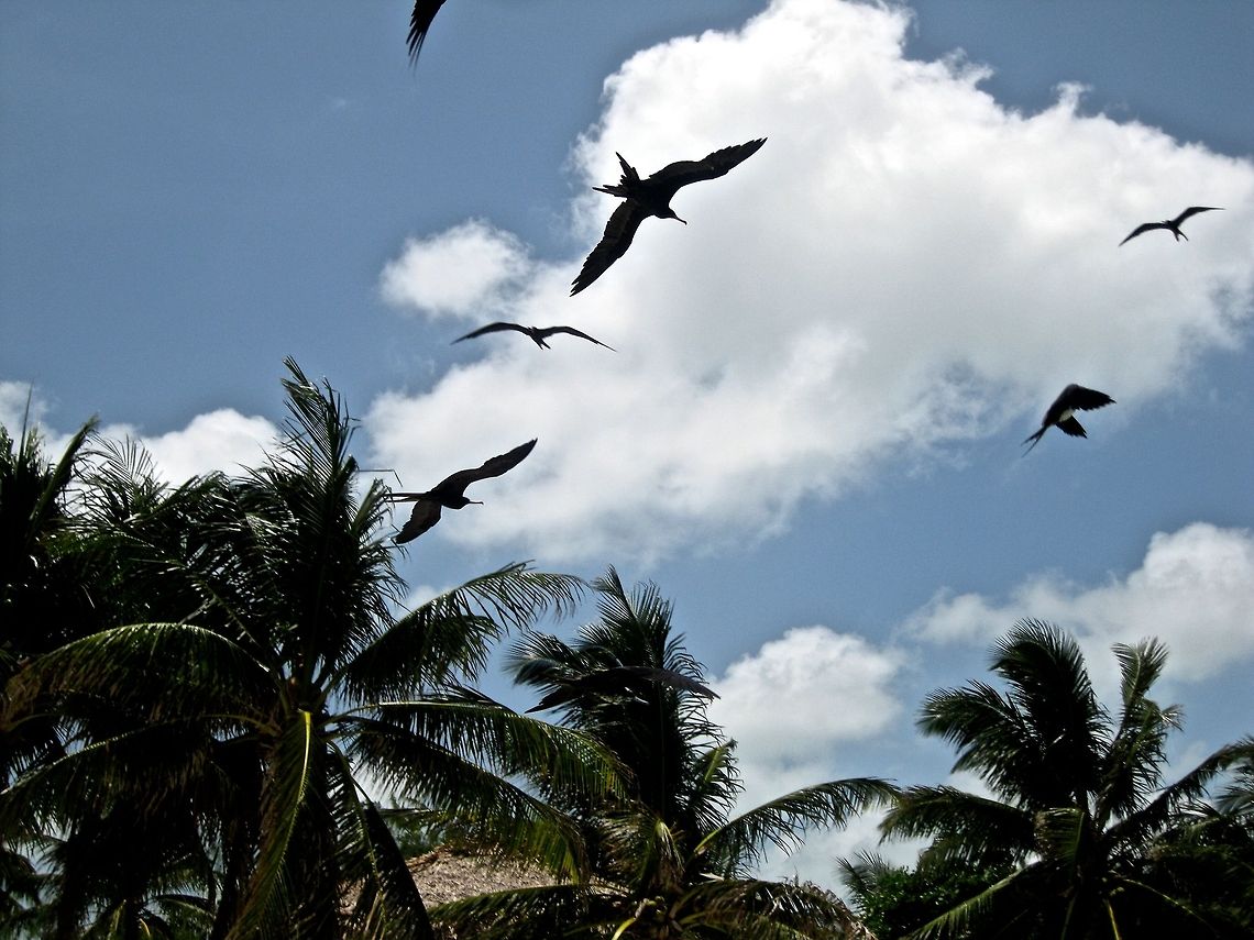 Frigatebirds                                 Belize,Eric's Pictures 4,Fregata magnificens,Geotagged,Magnificent Frigatebird