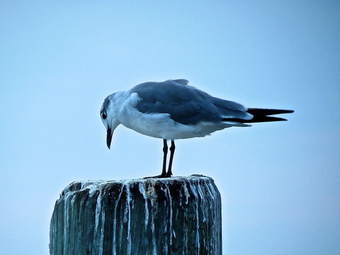 Gull at the dock                                 Franklins gull,Geotagged,Leucophaeus pipixcan,United States
