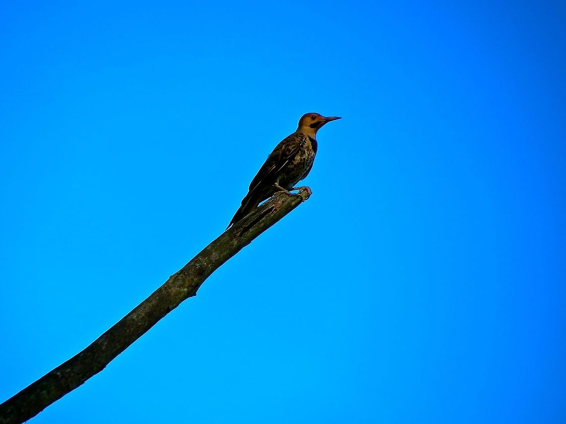 Flicker                                 Colaptes auratus,Geotagged,Northern Flicker,United States