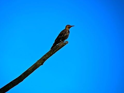 Flicker                                 Colaptes auratus,Geotagged,Northern Flicker,United States