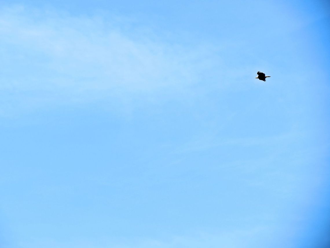 Eagle soaring                                 Bald Eagle,Geotagged,Haliaeetus leucocephalus,United States