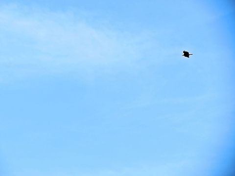 Eagle soaring                                 Bald Eagle,Geotagged,Haliaeetus leucocephalus,United States