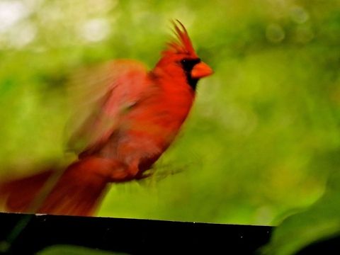 Northern Cardinal                                 Cardinalis cardinalis,Geotagged,Northern Cardinal,United States