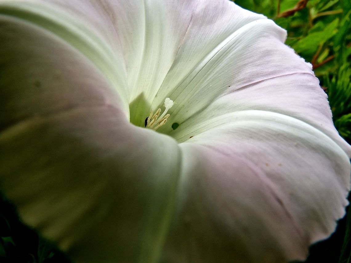 Flower                                Don&#039;t know what species this is.   Convolvulus arvensis,Geotagged,United States
