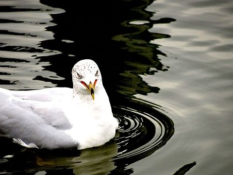 Gull Not sure what species. Geotagged,Larus delawarensis,Ring-billed Gull,United States
