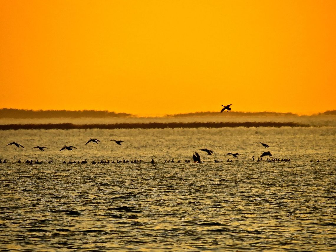 Sunset Geese                                 Branta canadensis,Canada goose,Geotagged,United States