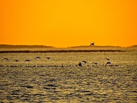 Sunset Geese                                 Branta canadensis,Canada goose,Geotagged,United States