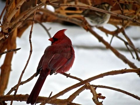 Northern Cardinal                                 Birds,Cardinalis cardinalis,Geotagged,Northern Cardinal,United States,washington dc