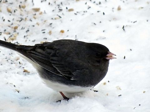 Dark Eyed Junco                                 Dark-eyed Junco,Geotagged,Junco hyemalis,United States