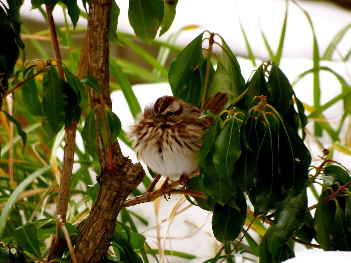 Sparrow                                 Geotagged,Melospiza melodia,Song Sparrow,United States