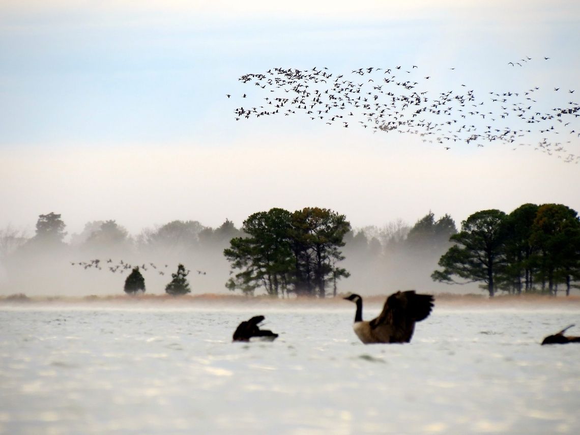 Canada Geese                                 Branta canadensis,Canada goose,Geotagged,Maryland,United States