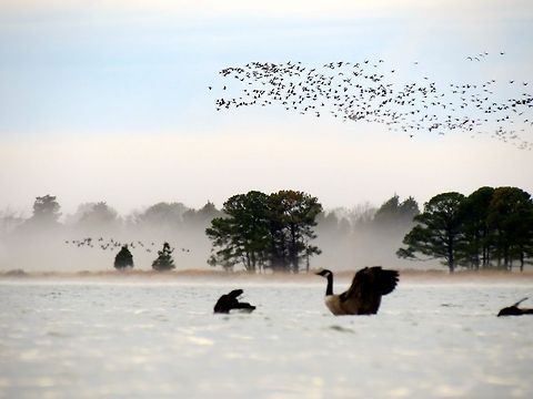 Canada Geese                                 Branta canadensis,Canada goose,Geotagged,Maryland,United States