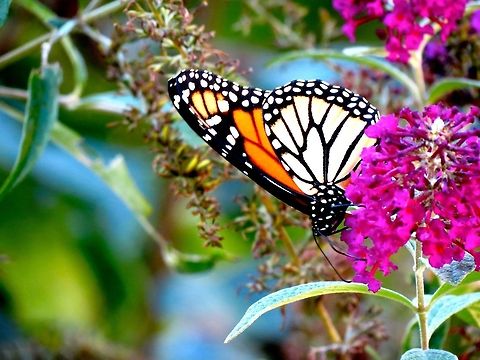 Monarch                                 Danaus plexippus,Geotagged,Monarch,United States