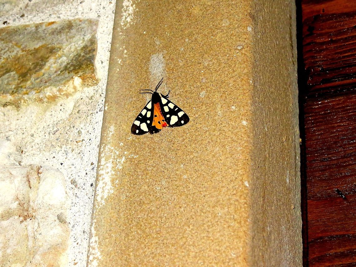 Moth                                 Cream-spot Tiger,Epicallia villica,Geotagged,Italy