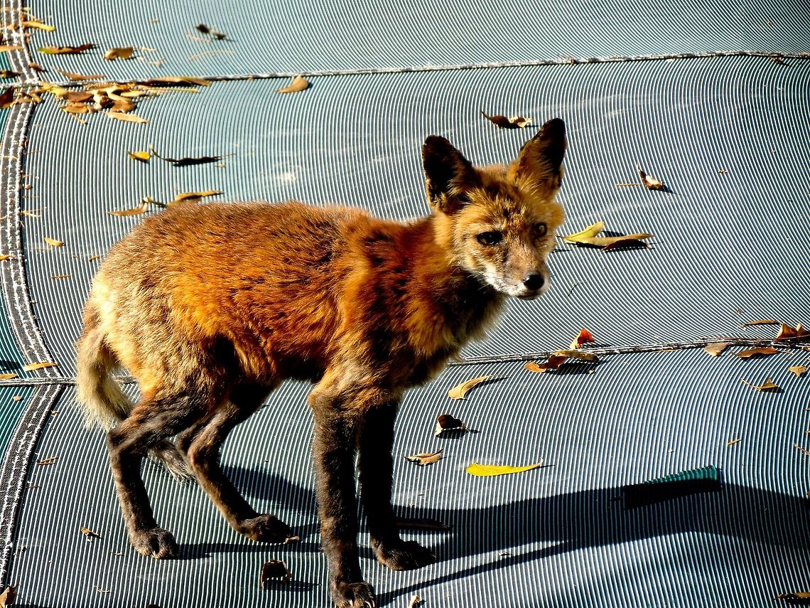 Mangy fox                                Saw this fox on my pool cover one morning and thought he would make a good subject. Geotagged,Maryland,Red Fox,United States,Vulpes vulpes
