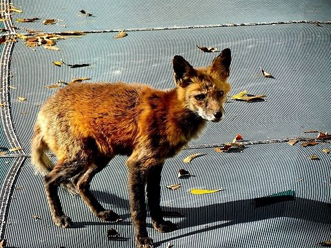 Mangy fox                                Saw this fox on my pool cover one morning and thought he would make a good subject. Geotagged,Maryland,Red Fox,United States,Vulpes vulpes