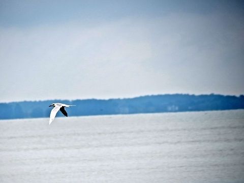 tern                                 Gelochelidon nilotica,Geotagged,Gull-billed tern,United States