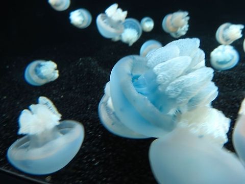 Jellyfish                                 Catostylus mosaicus,Geotagged,Jelly Blubber,United States