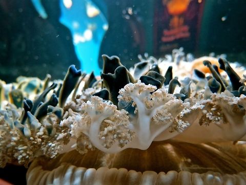 Upside-down jellyfish Monterey Bay Aquarium Cassiopea xamachana,Cassiopeia xamachana,Geotagged,United States