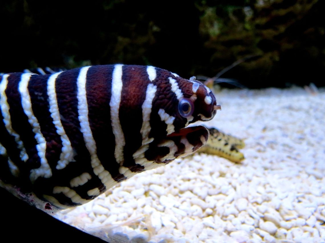 Zebra moray                                Monterey Bay Aquarium Geotagged,Gymnomuraena zebra,United States,Zebra moray