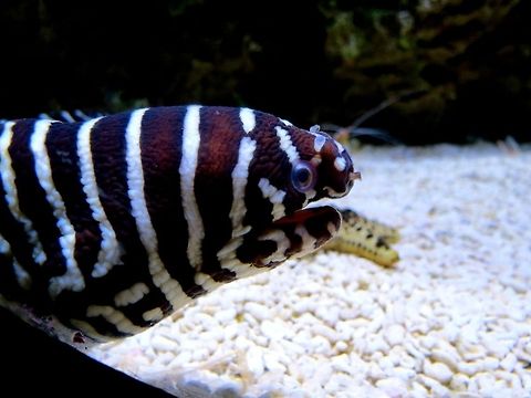 Zebra moray                                Monterey Bay Aquarium Geotagged,Gymnomuraena zebra,United States,Zebra moray