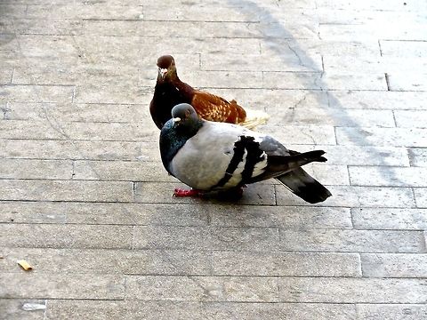 Diversity Two rock doves in an Italian train station.  When I looked back on this photo, I love the diversity I saw in their colors                                Columba livia,Geotagged,Italy,Rock Dove