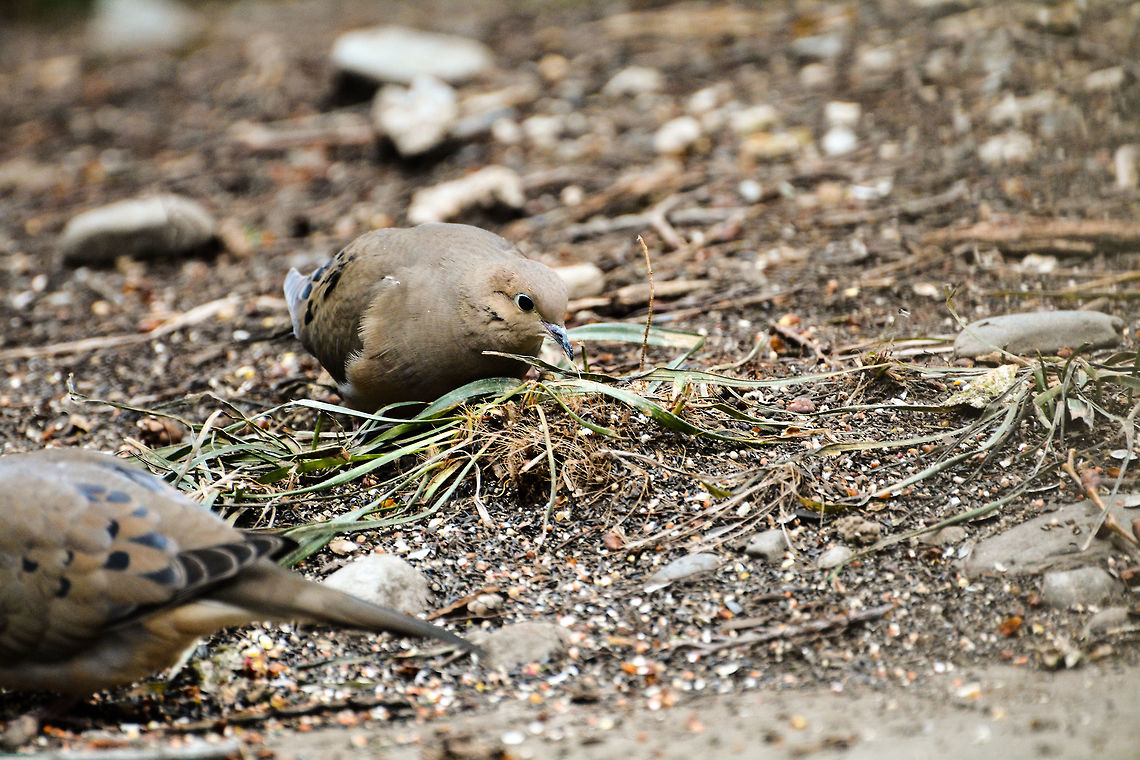 Mourning Dove two doves in my backyard Geotagged,Mourning Dove,Spring,United States,Zenaida macroura