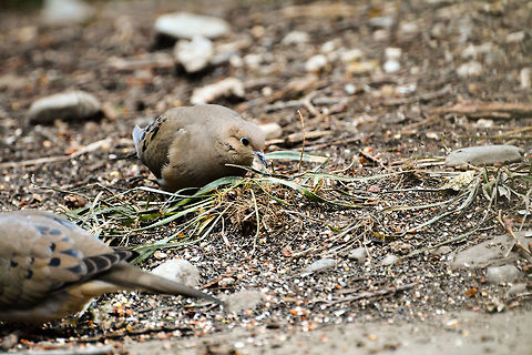 Mourning Dove two doves in my backyard Geotagged,Mourning Dove,Spring,United States,Zenaida macroura