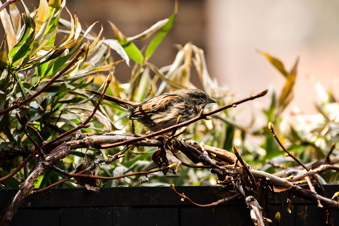 Sparrow Don't know what type of sparrow.  I believe it is a song sparrow Geotagged,Melospiza melodia,Song Sparrow,Spring,United States