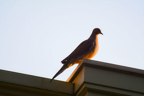 Mourning Dove Dove on a porch at sunset Geotagged,Mourning Dove,Spring,United States,Zenaida macroura