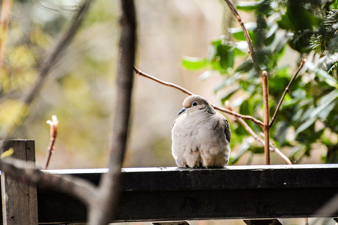 Mourning Dove dove in the backyard Geotagged,Mourning Dove,Spring,United States,Zenaida macroura