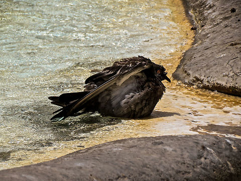 rock dove rock dove in a bath Columba livia,Geotagged,Italy,Rock dove,Summer