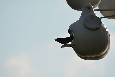 Purple Martin A purple martin calling just outside of its nest Geotagged,Progne subis,Spring,United States,purple martin