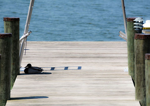 Duck days of summer a mallard duck hiding from the sweltering sun Anas platyrhynchos,Geotagged,Mallard,Spring,United States