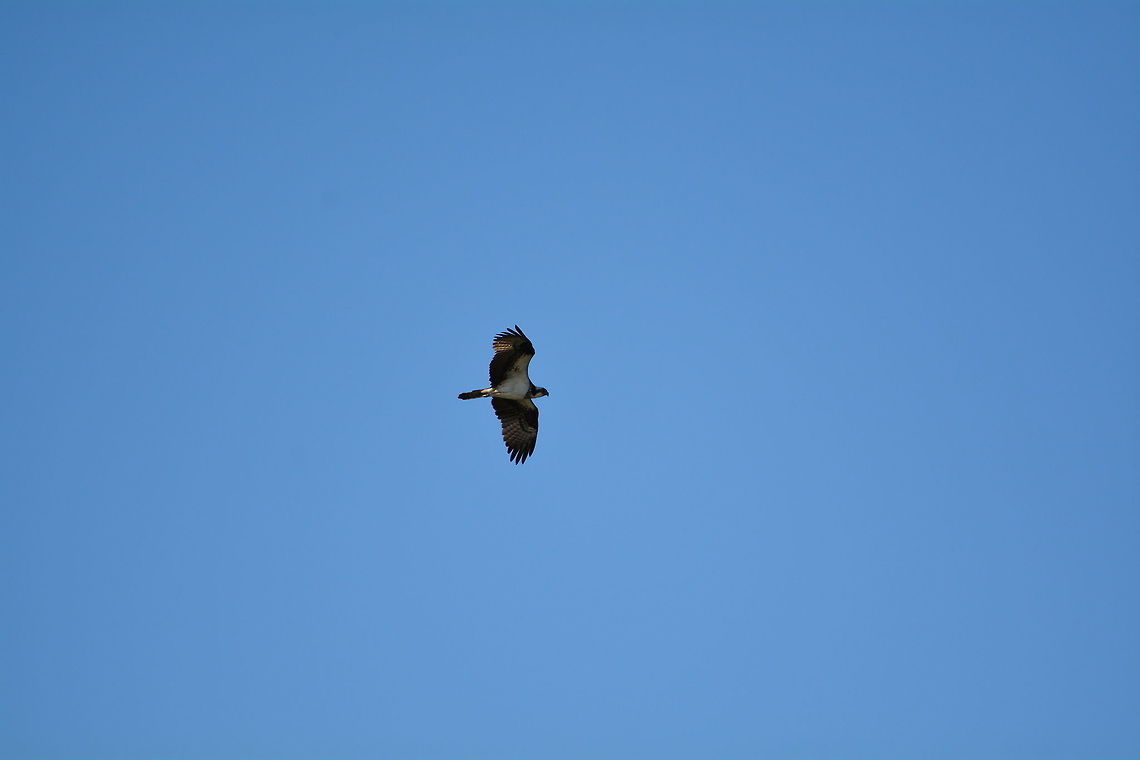 Osprey  Geotagged,Osprey,Pandion haliaetus,Spring,United States