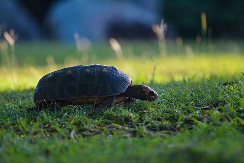 Tortoise One of the many red footed tortoises on the island of Mustique in St. Vincent and the Grenadines Chelonoidis carbonaria,Geotagged,Red-footed tortoise,Saint Vincent and the Grenadines,Summer