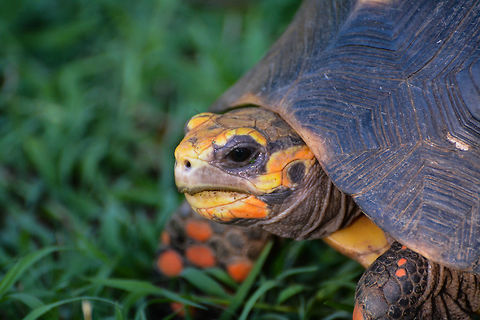 Tortoise Red footed tortoise Chelonoidis carbonaria,Geotagged,Red-footed tortoise,Saint Vincent and the Grenadines,Summer