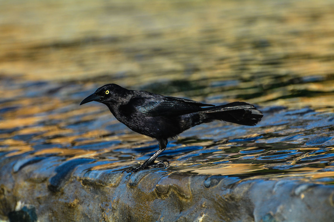 Grackle  Carib grackle,Geotagged,Quiscalus lugubris,Saint Vincent and the Grenadines,Summer