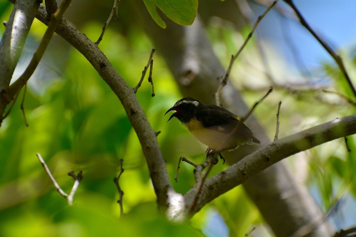 Bananaquit bird  Bananaquit,Coereba flaveola,Geotagged,Saint Vincent and the Grenadines,Summer