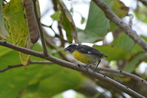 Bananaquit bird  Bananaquit,Coereba flaveola,Geotagged,Saint Vincent and the Grenadines,Summer