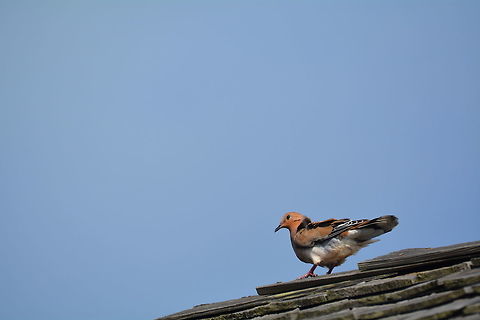 Eared Dove  Eared dove,Geotagged,Saint Vincent and the Grenadines,Summer,Zenaida auriculata