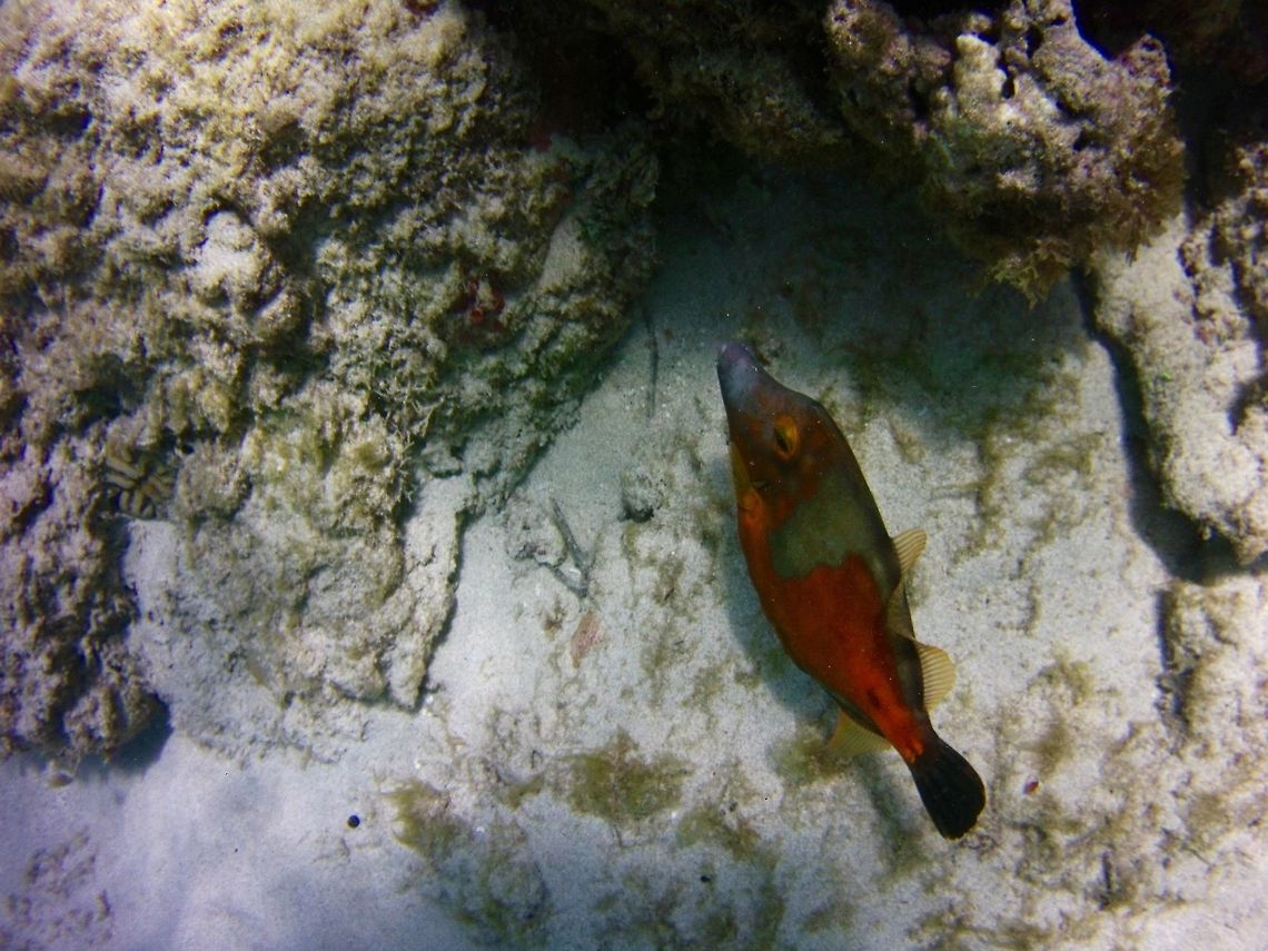 Fish Not sure what species.  I suspect a species of filefish Cantherhines macrocerus,Geotagged,Saint Vincent and the Grenadines,Summer,Whitespotted Filefish