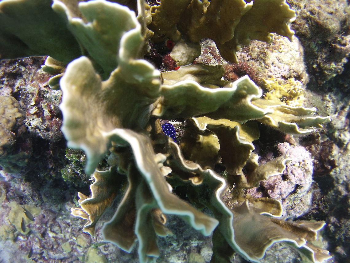 juvenile yellowtail damselfish  Geotagged,Microspathodon chrysurus,Saint Vincent and the Grenadines,Summer