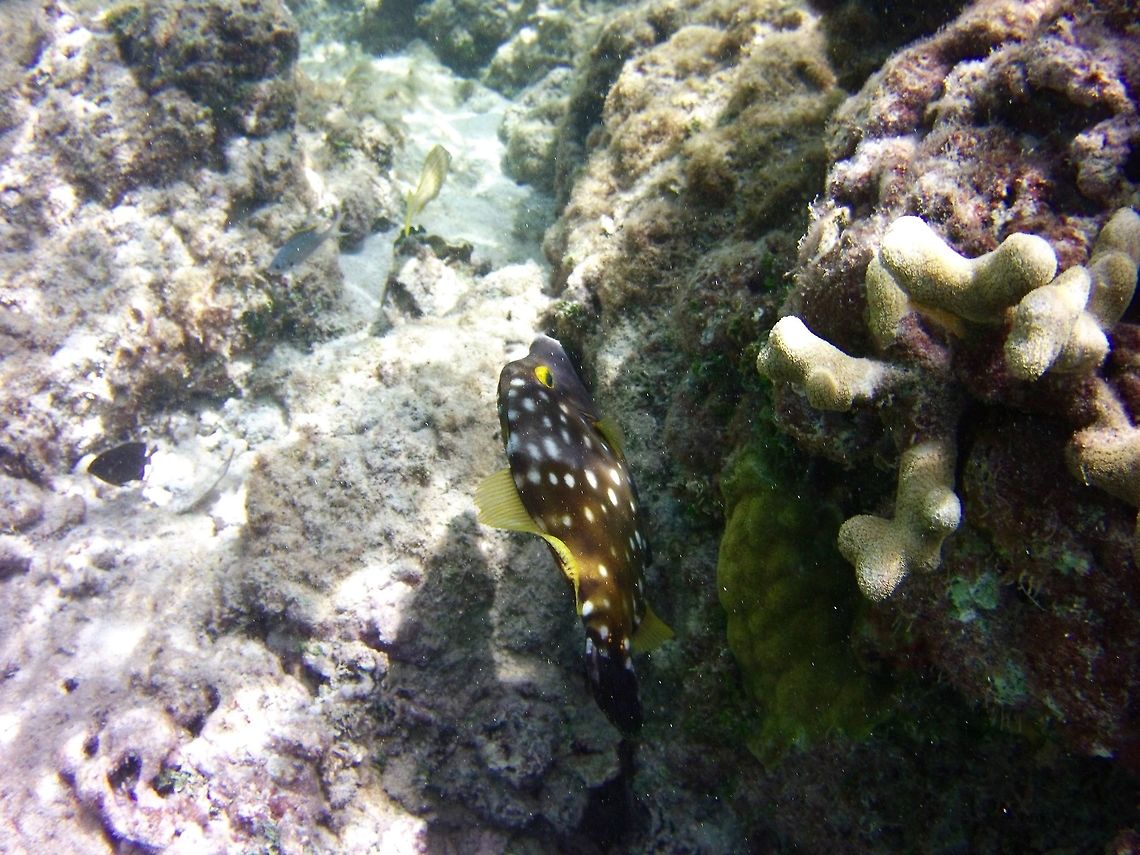 Filefish  Cantherhines macrocerus,Geotagged,Saint Vincent and the Grenadines,Summer,Whitespotted Filefish