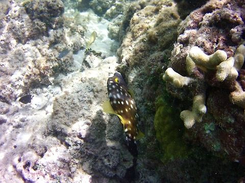 Filefish  Cantherhines macrocerus,Geotagged,Saint Vincent and the Grenadines,Summer,Whitespotted Filefish