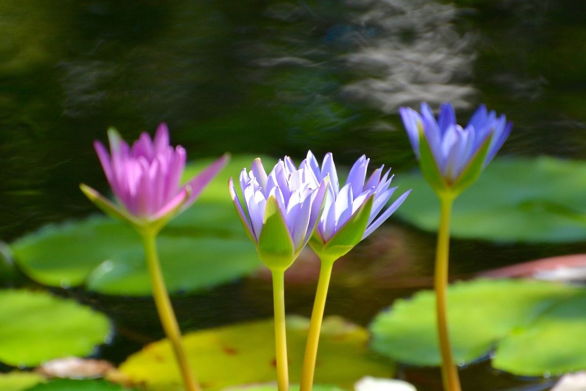 Lily pad  Geotagged,Nymphaea nouchali,Saint Vincent and the Grenadines,Summer