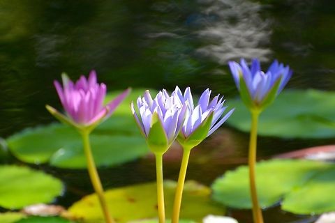 Lily pad  Geotagged,Nymphaea nouchali,Saint Vincent and the Grenadines,Summer