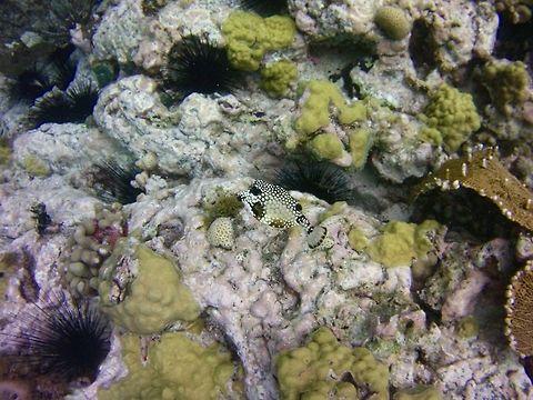Trunkfish  Geotagged,Lactophrys triqueter,Saint Vincent and the Grenadines,Summer