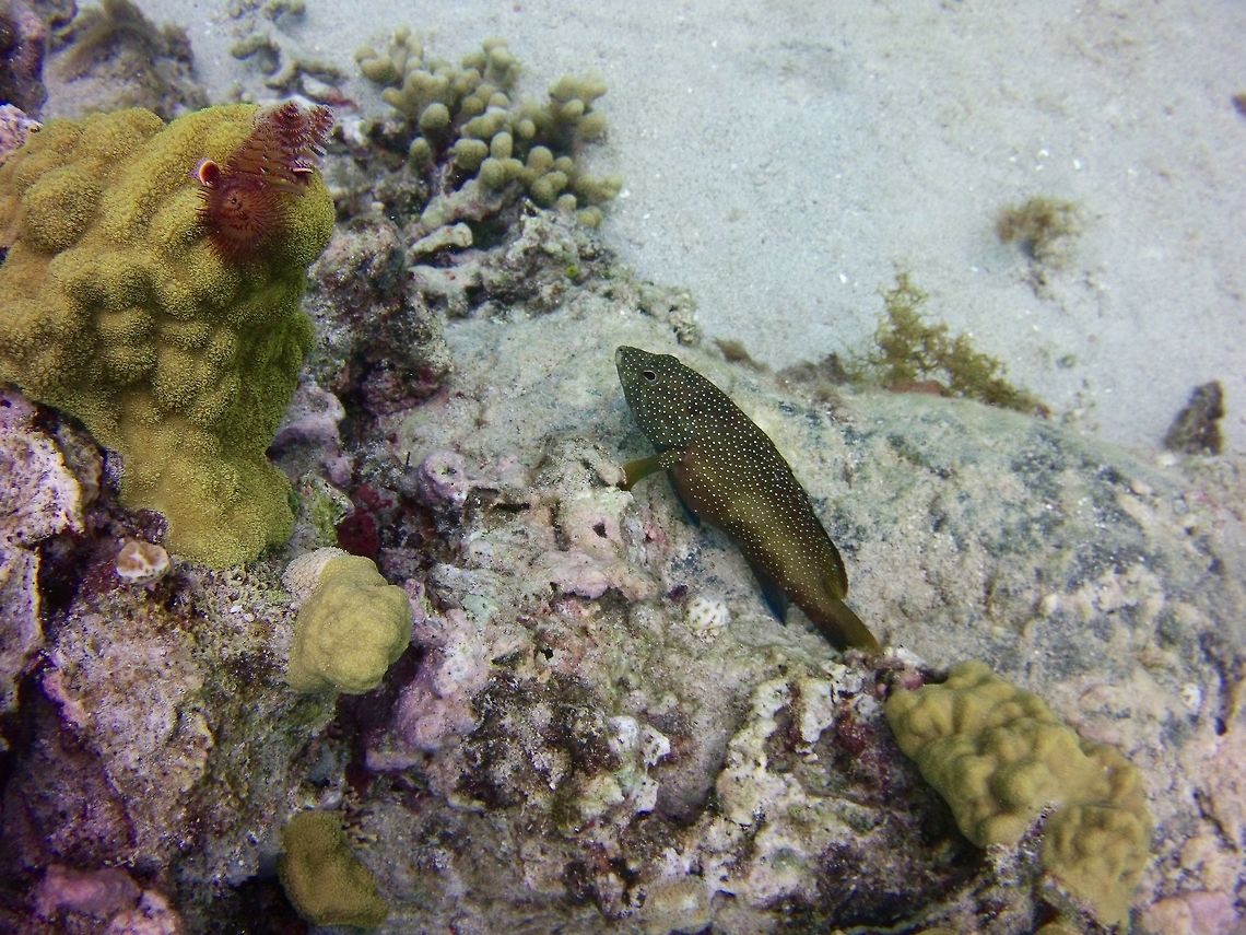 Epinephilus Fulvus  Cephalopholis fulva,Geotagged,Saint Vincent and the Grenadines,Summer